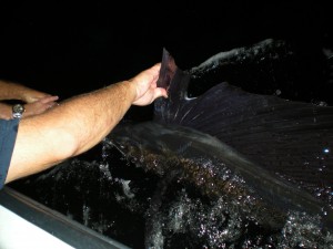Releasing Robbins Sail